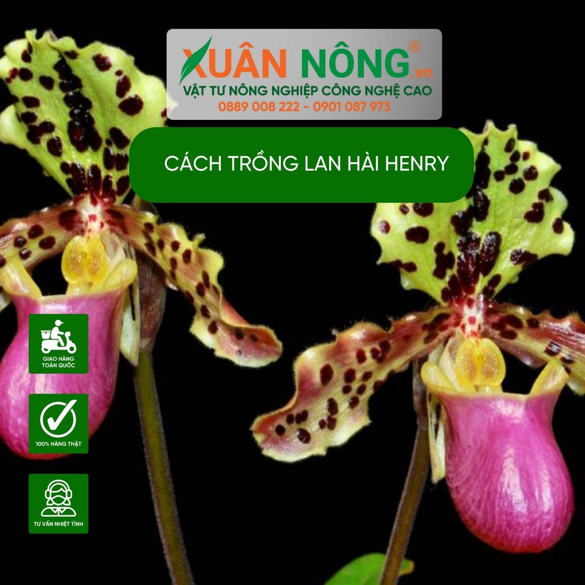 cach-trong-lan-hai-henry-nang-suat-cao