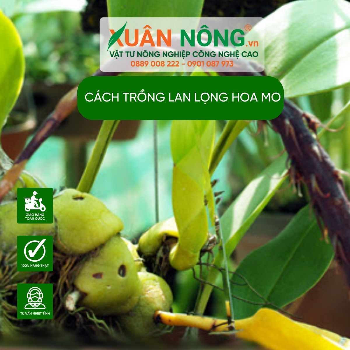 cach-trong-lan-long