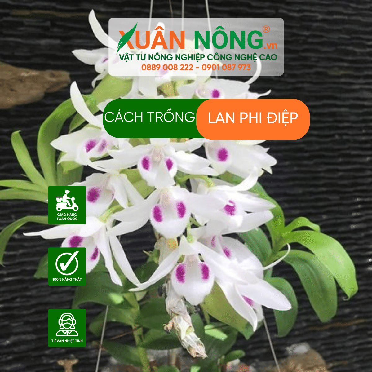 cach-trong-lan-phi- diep