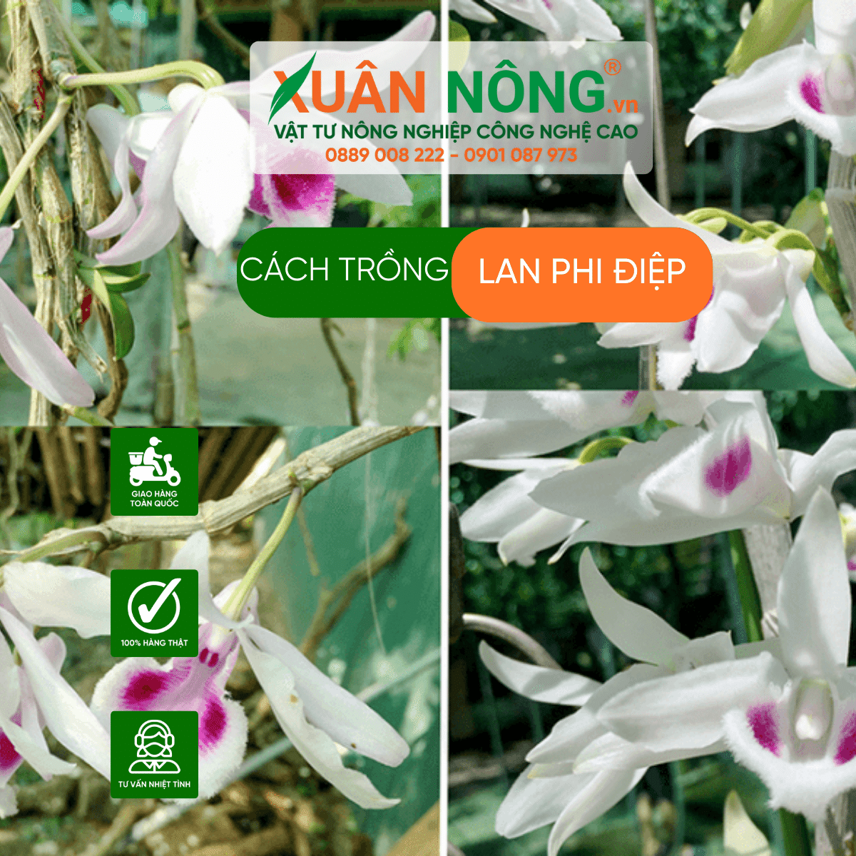 cach-trong-lan-phi-diep 