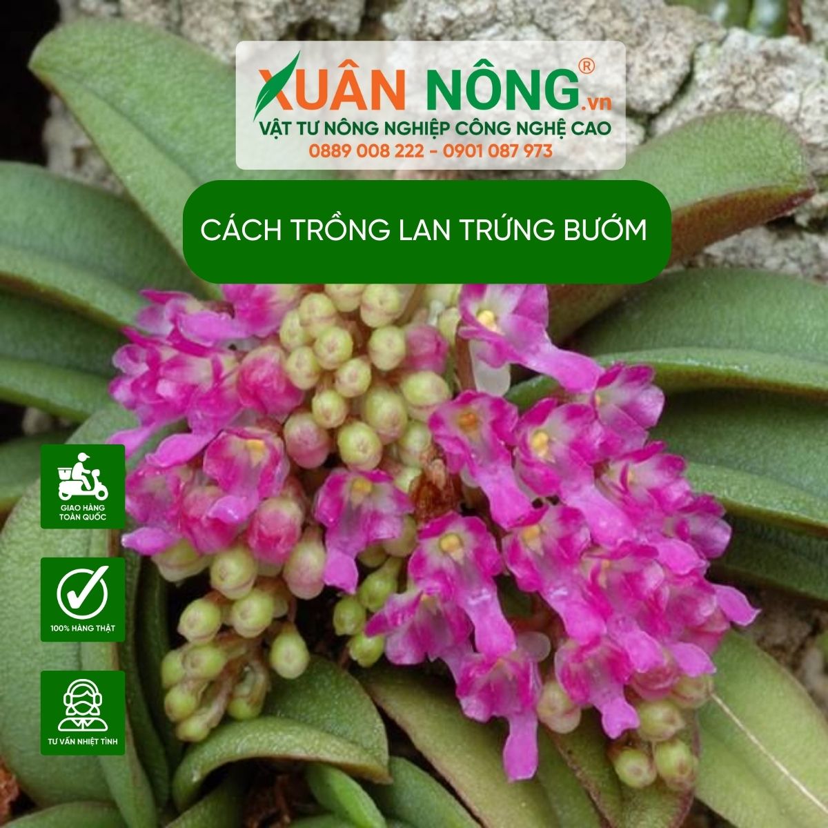 cach-trong-lan-trung-buom-nang-suat