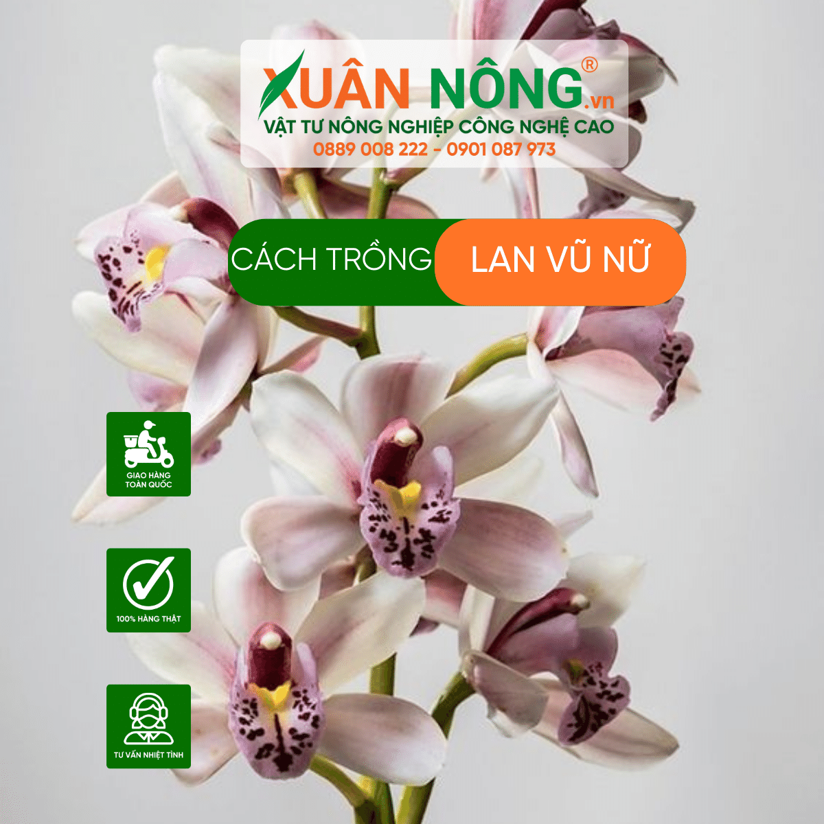 cach-trong-lan-vu-nu 