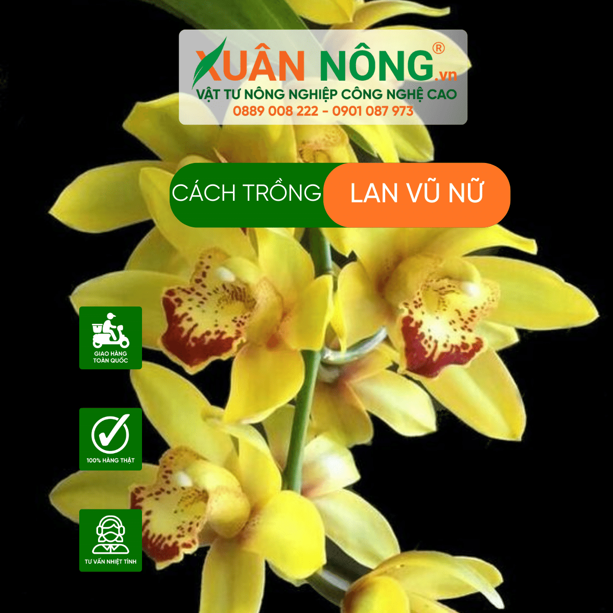 cach-trong-lan-vu -nu