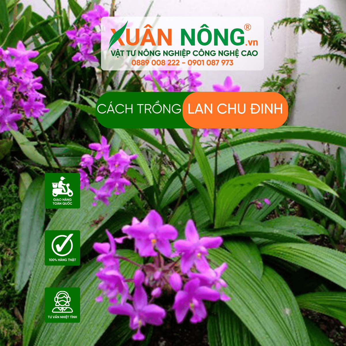 cach-trong-lan -chu-dinh 