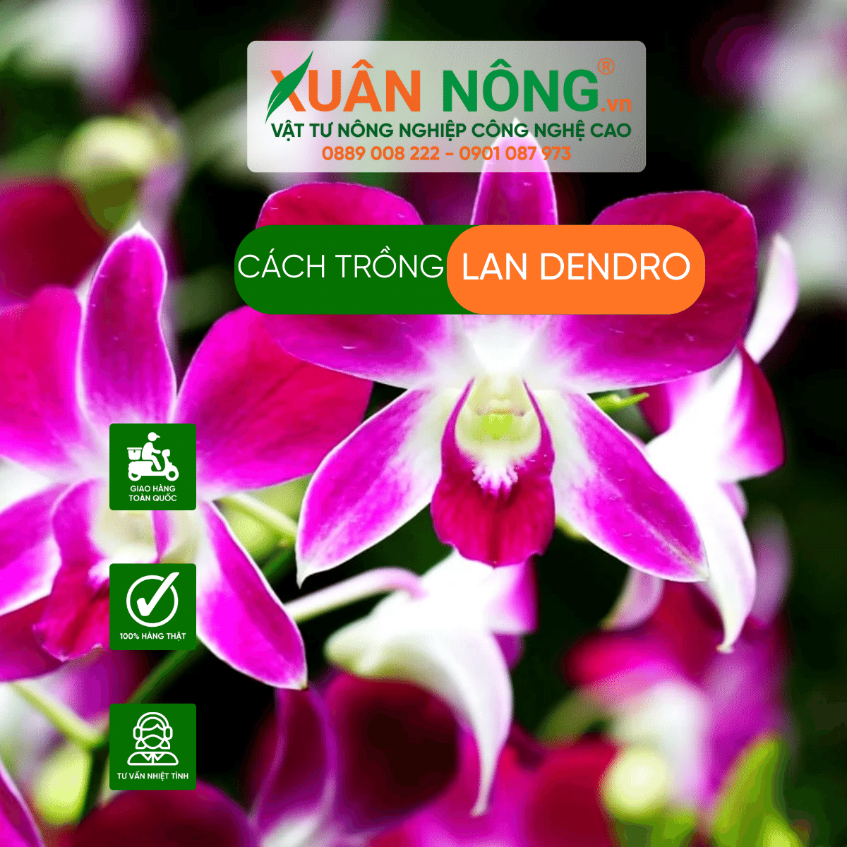 cach-trong-lan dendro