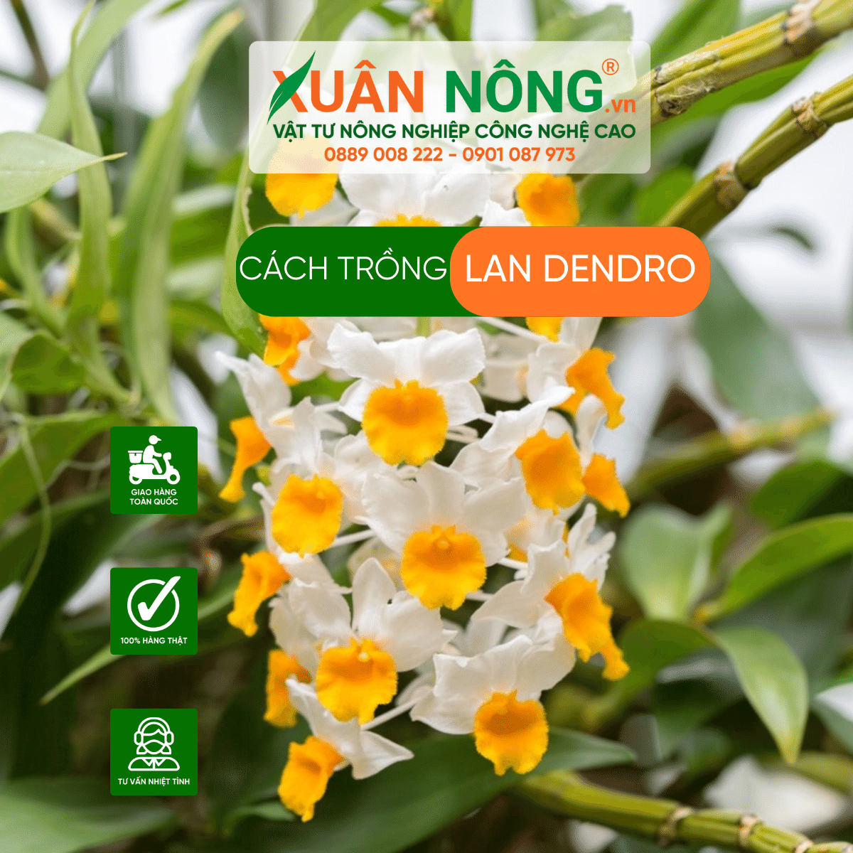 cach-trong-lan dendro 