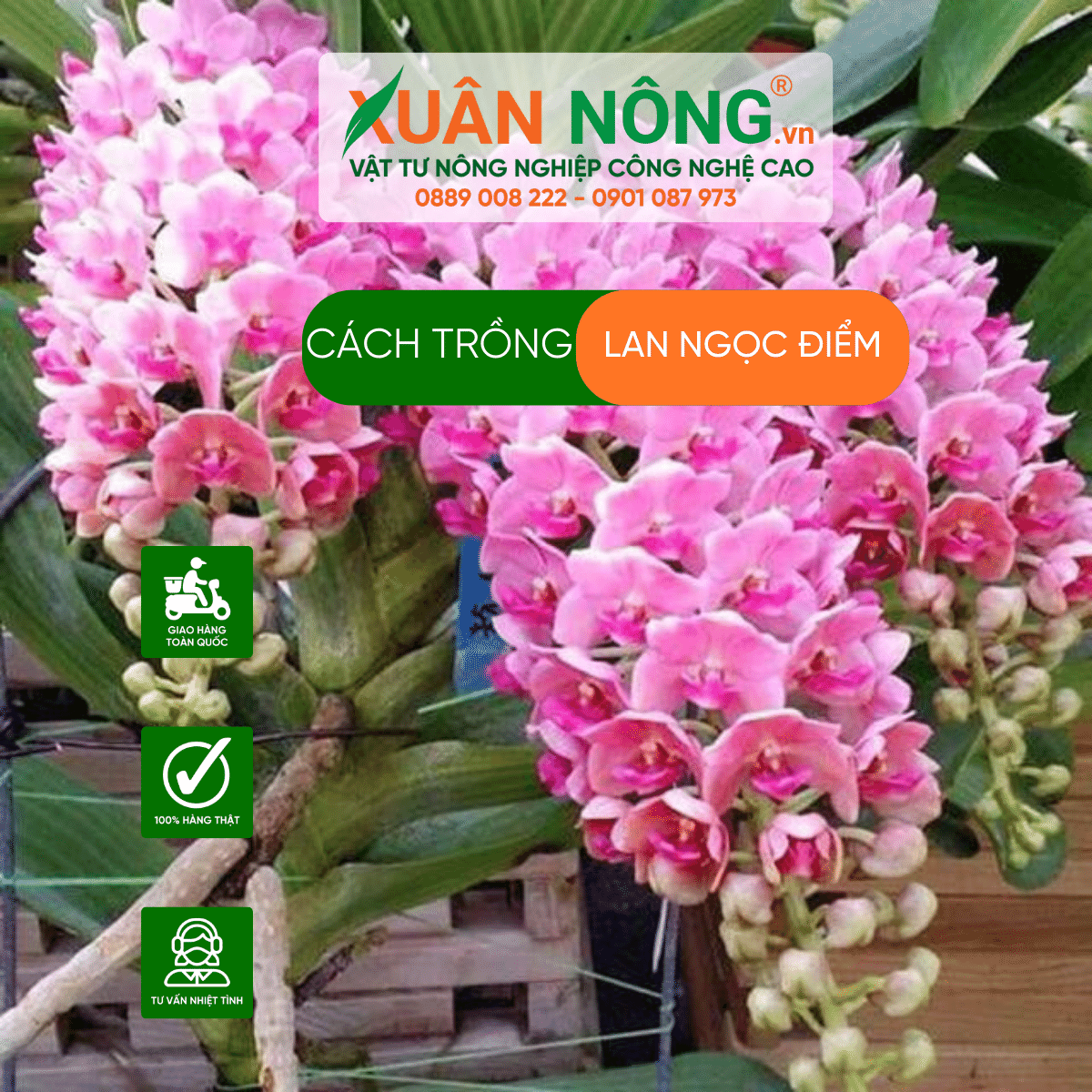 cach-trong-lan ngoc-diem 1