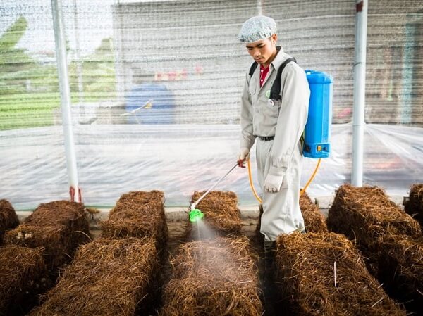 Anh Dương Văn Tài Làm giàu từ mô hình trồng nấm rơm dạng trụ  Bản tin  Điện tử Họ Dương Việt Nam