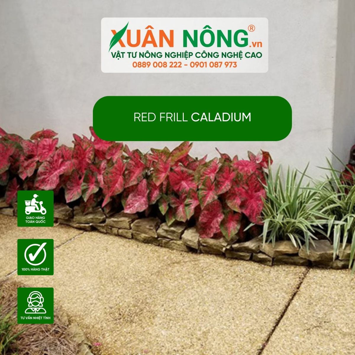 cach-trong-quanh-nha-Red-Frill-Caladium