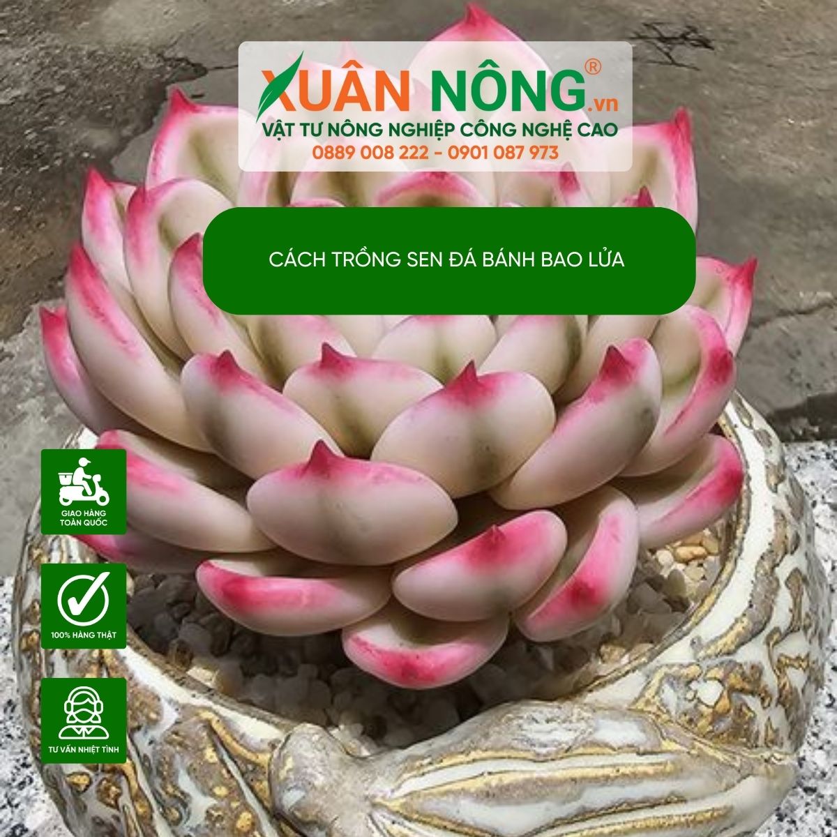 cach -trong-sen-da-banh-bao-lua