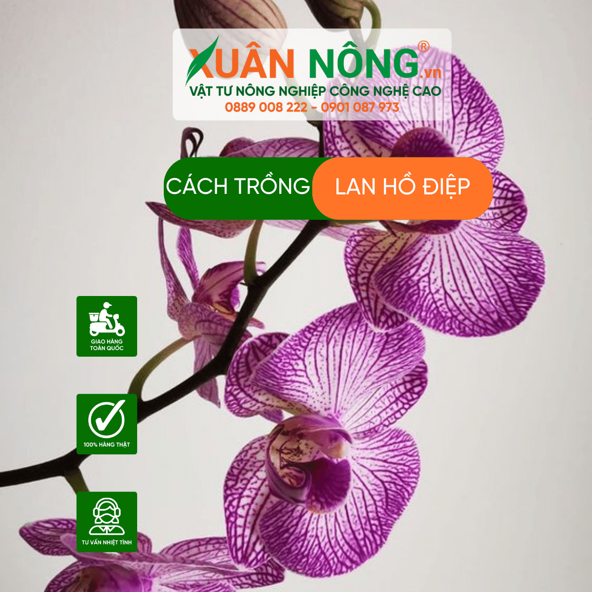 cach -trong -lan- ho-diep