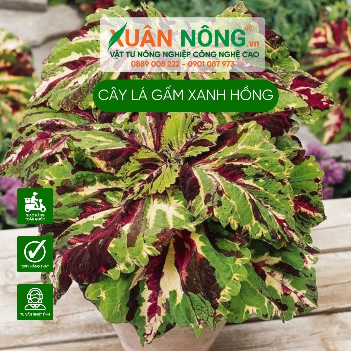 cay-Coleus-Green-Pink