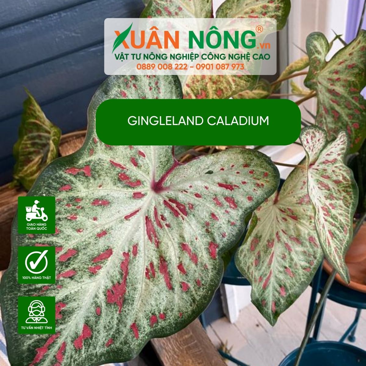 cay-Gingleland-Caladium