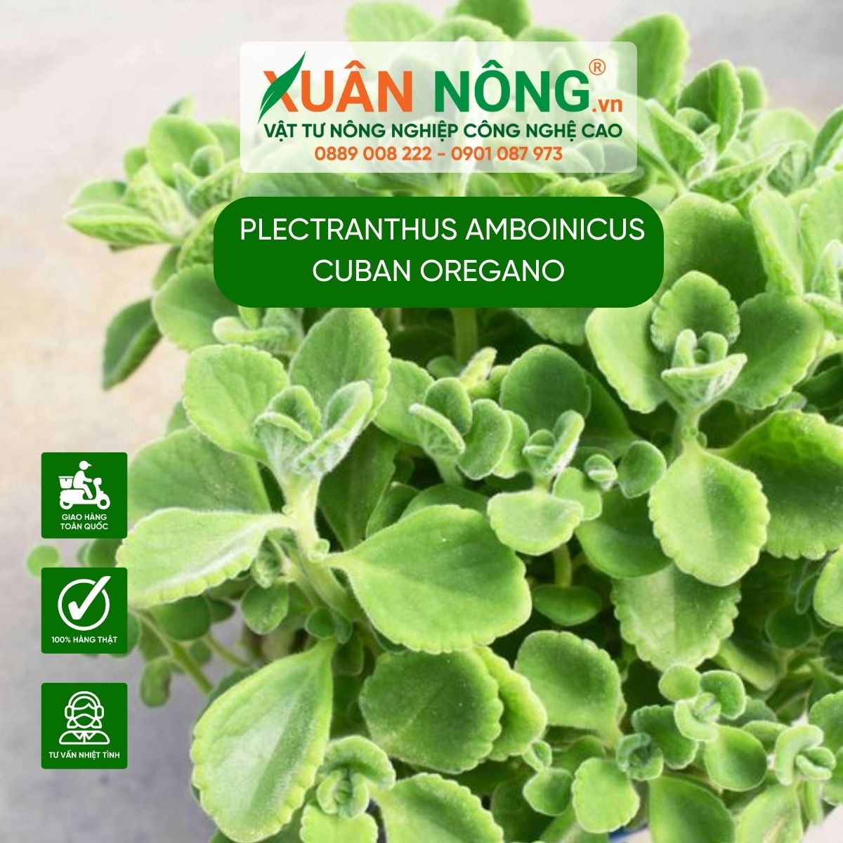 cay-Plectranthus-amboinicus-Cuban-Oregano-2_.jpg