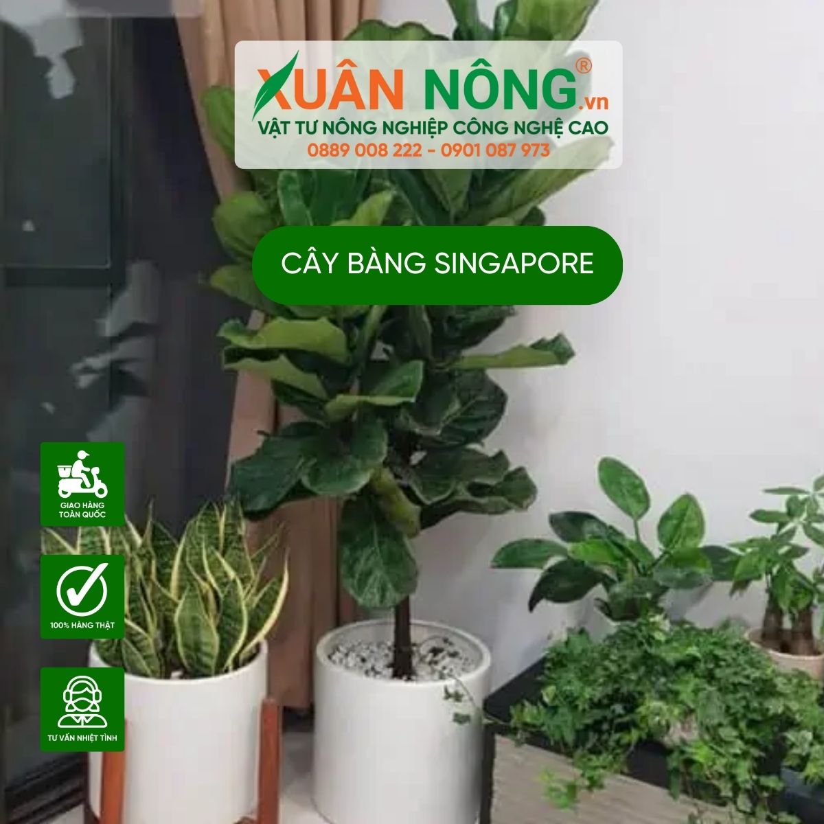cay-bang-singapore