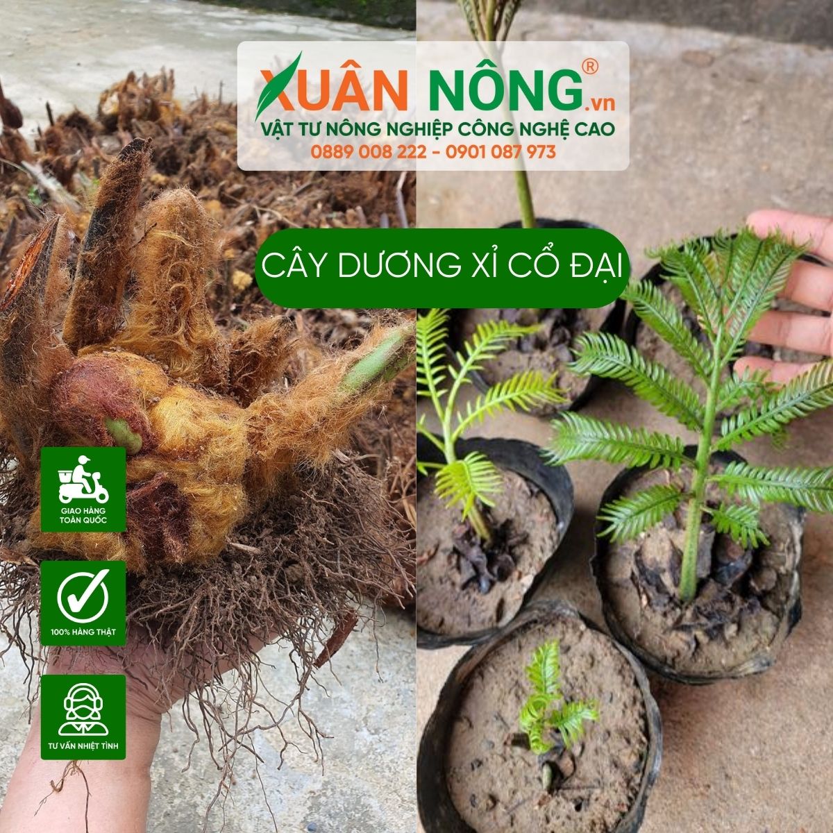 cay-duong-xi-canh