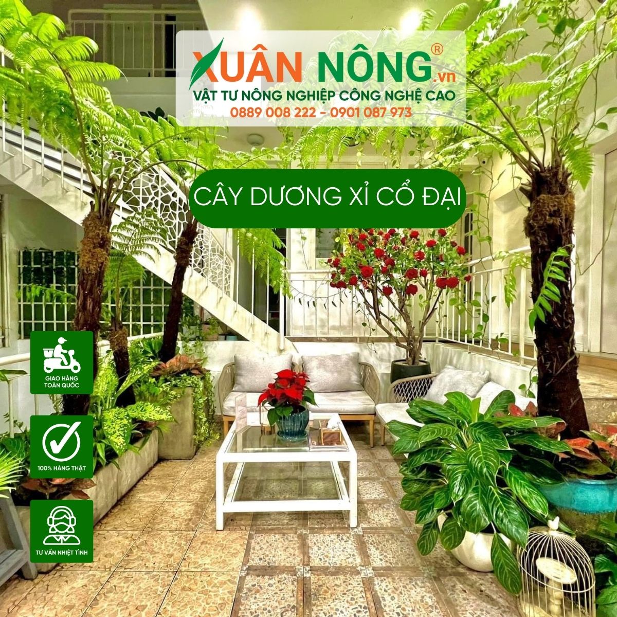 cay-duong-xi-co-dai-trong-trong-nha-1