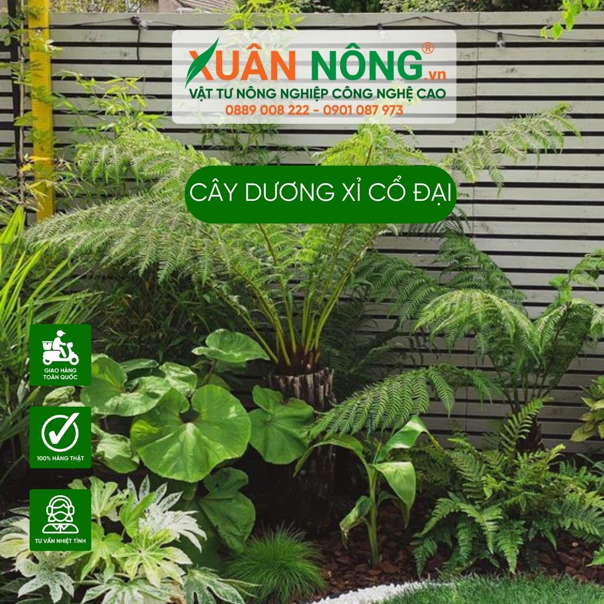 cay-duong-xi-co-dai-trong-trong-nha-2