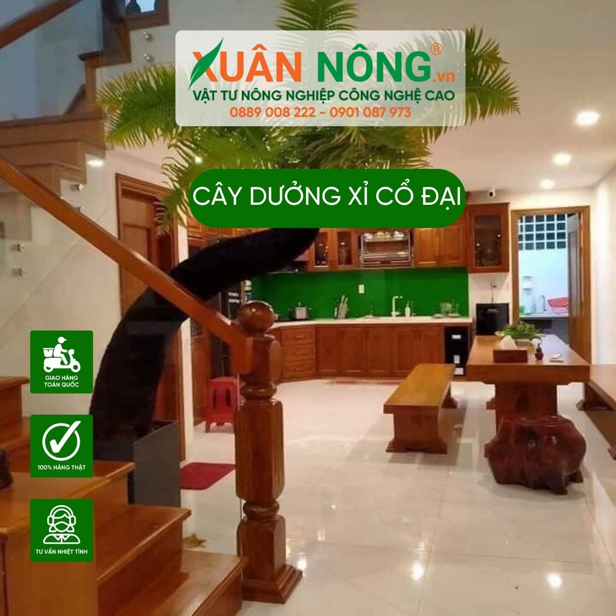 cay-duong-xi-co-dai-trong-trong-nha-5