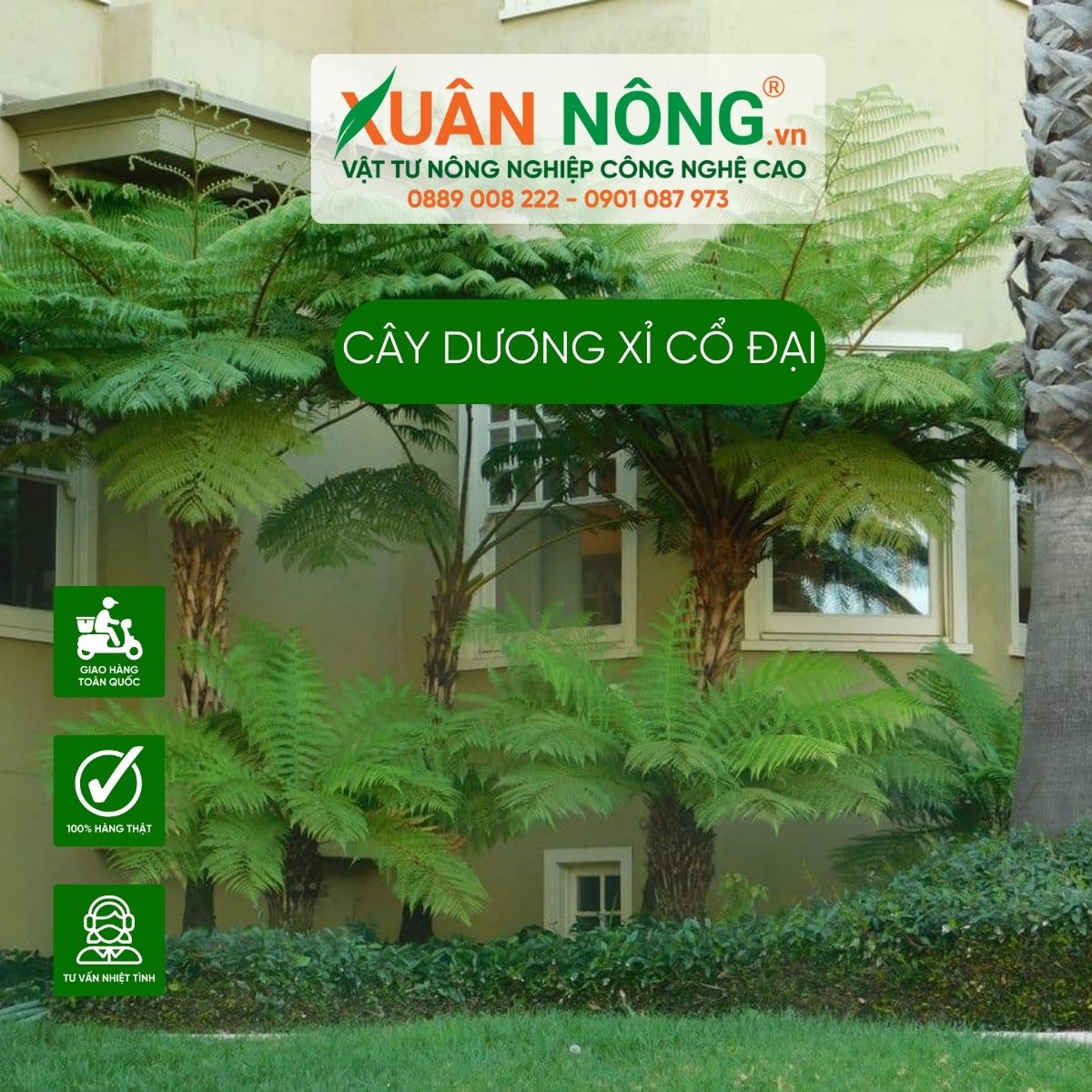 cay-duong-xi-co-dai-trong-trong-nha