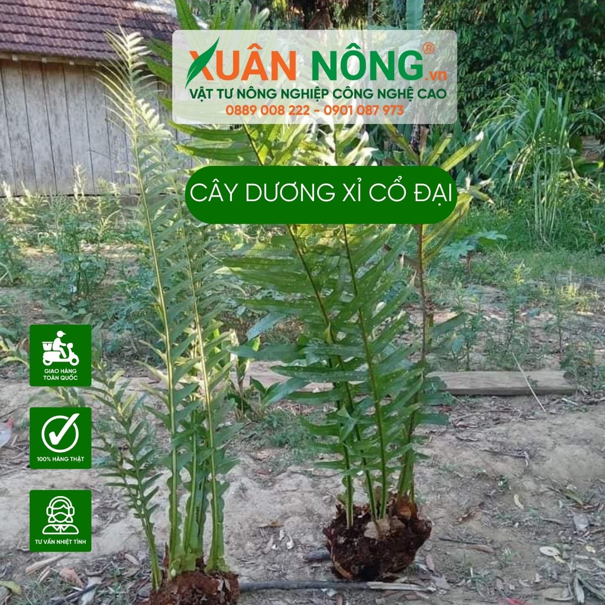 Cây dương xỉ