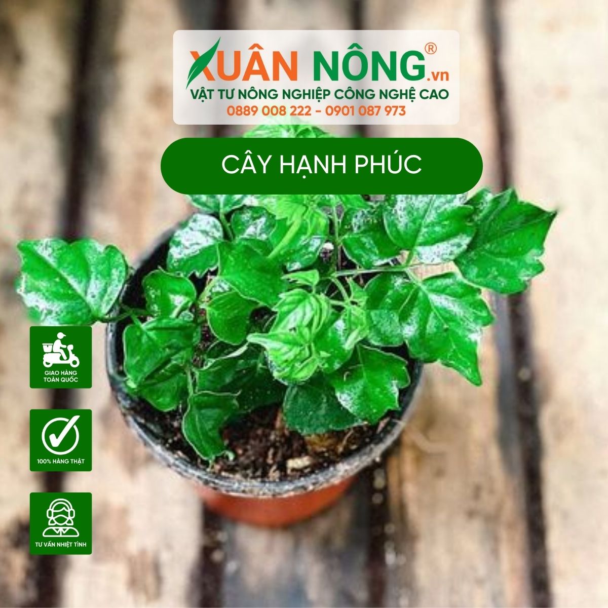 cay-hanh-phuc