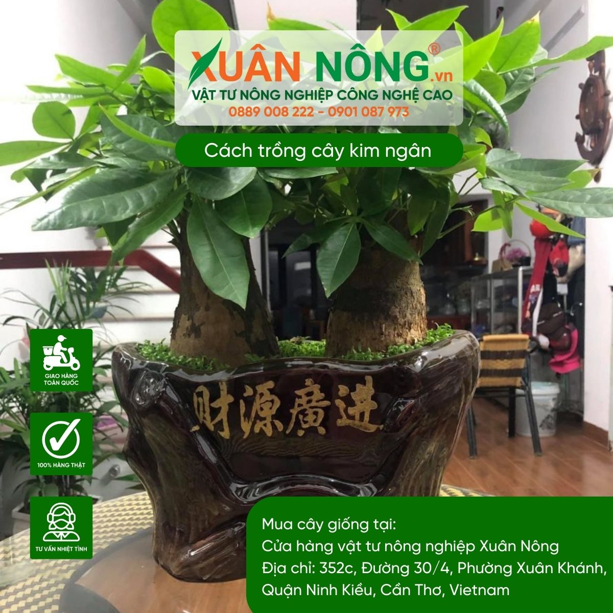 Kỹ thuật trồng cây kim ngân ra hoa