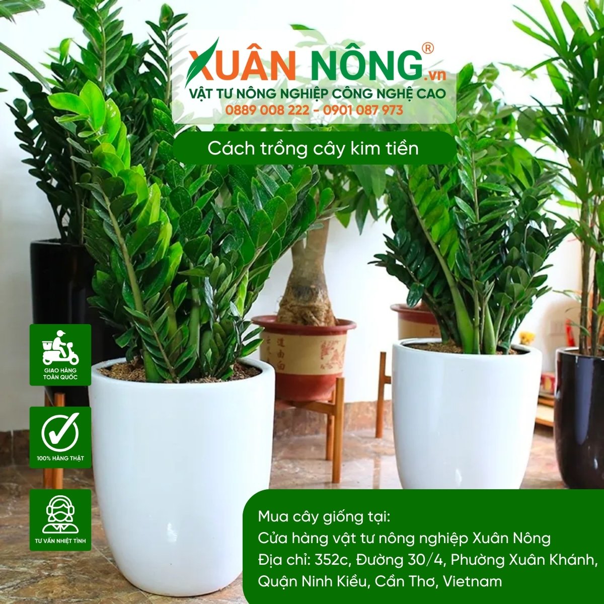 Dưới đây là những lưu ý quan trọng khi trồng cây kim tiền