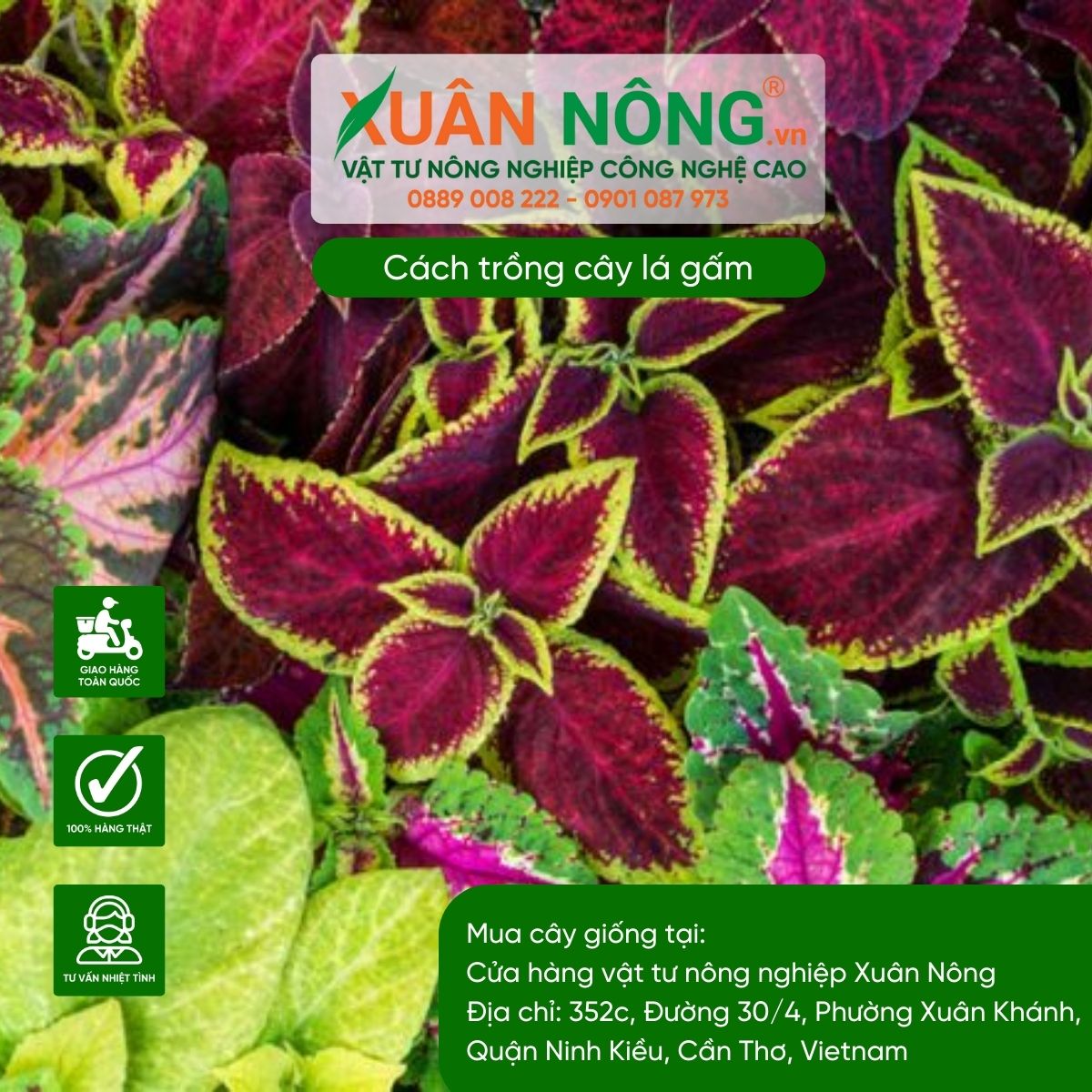 Chăm sóc cây lá gấm