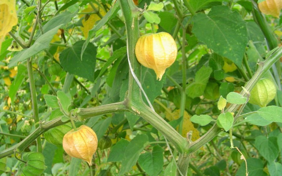 Thù lù nhỏ (Physalis minima)