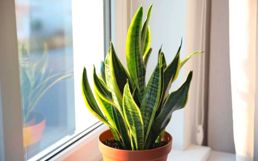 Cây Lưỡi Hổ (Sansevieria spp.)