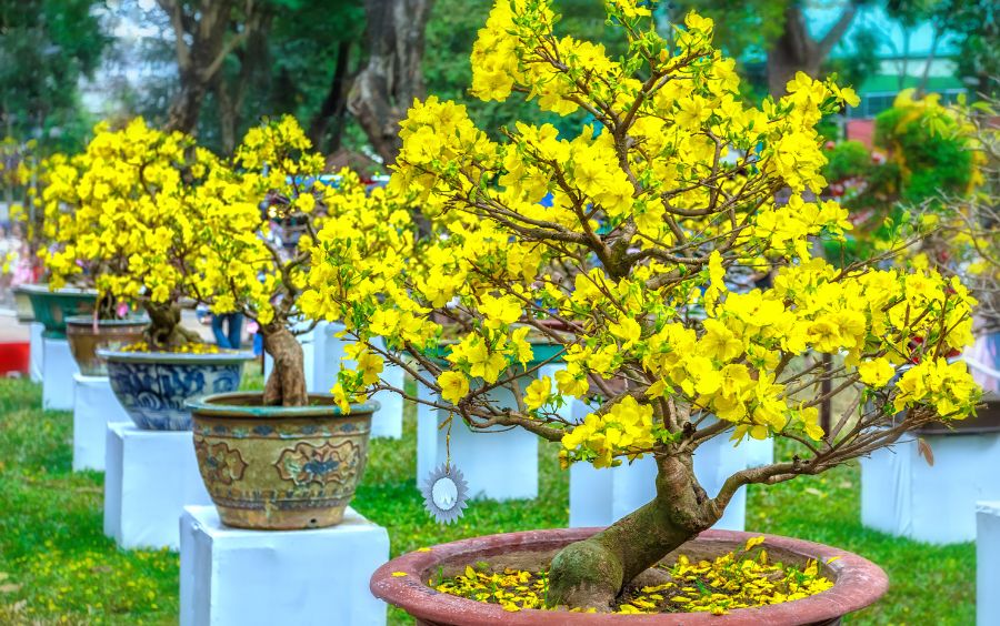 Cây mai bonsai thế ngũ phúc