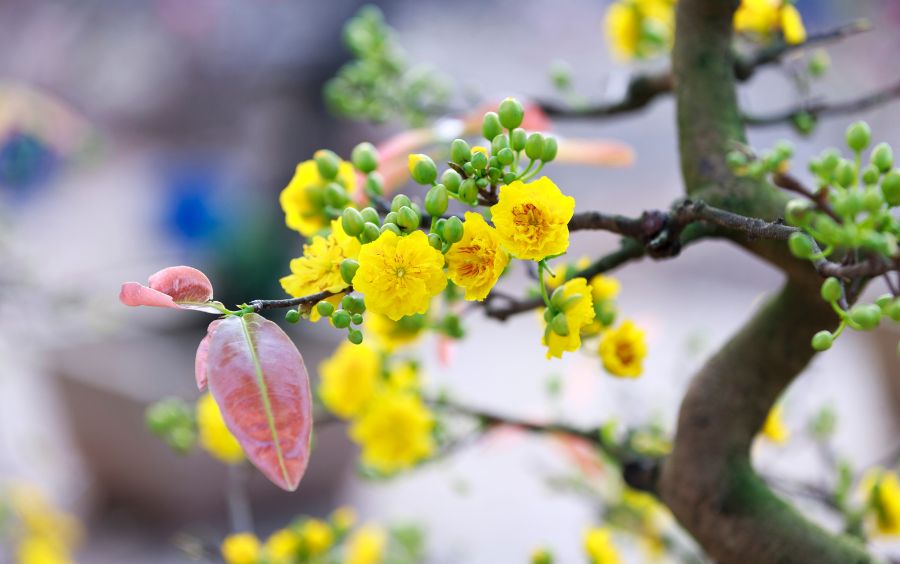 Cây mai bonsai dáng rồng bay