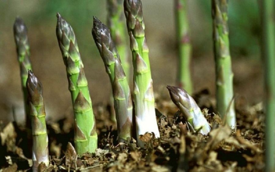 Cây Măng Tây (Sedum morganianum)