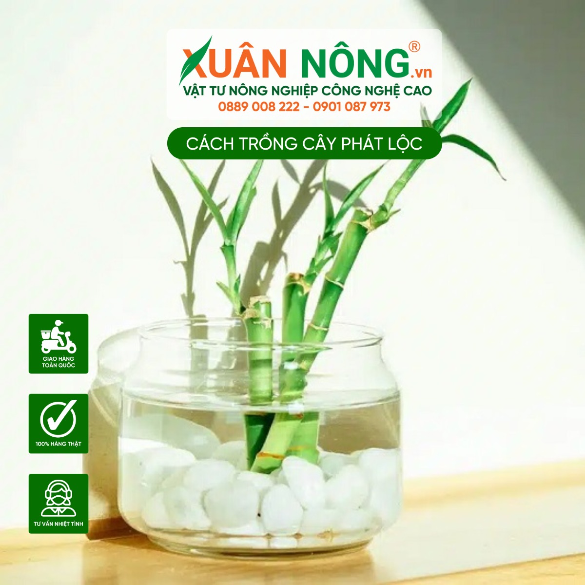 Tiến hành trồng cây Phát Lộc