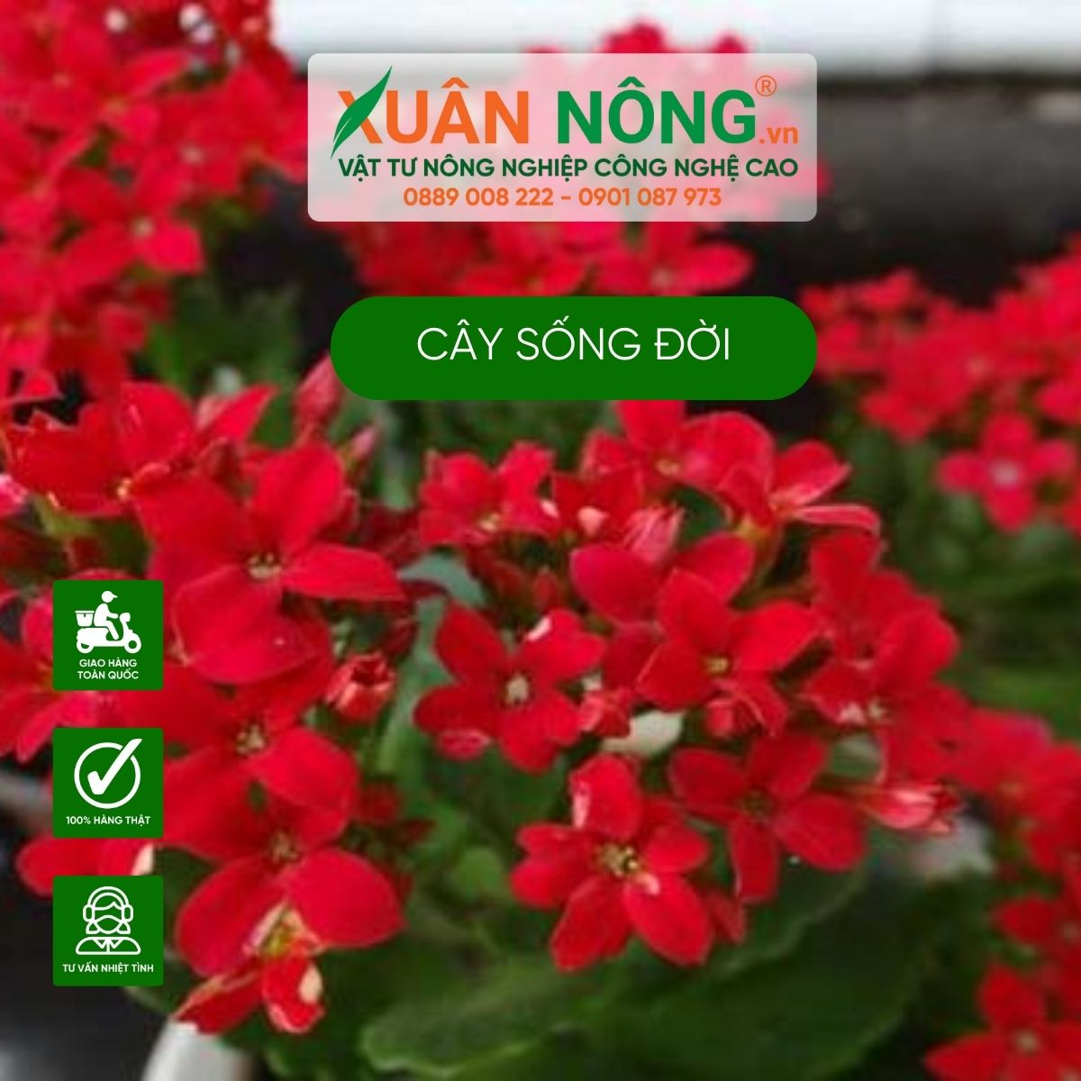 cay-song-doi-co-may-loai