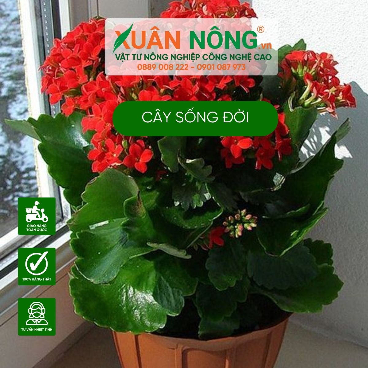 cay-song-doi-tac-dung-y-nghia-phong-thuy-1