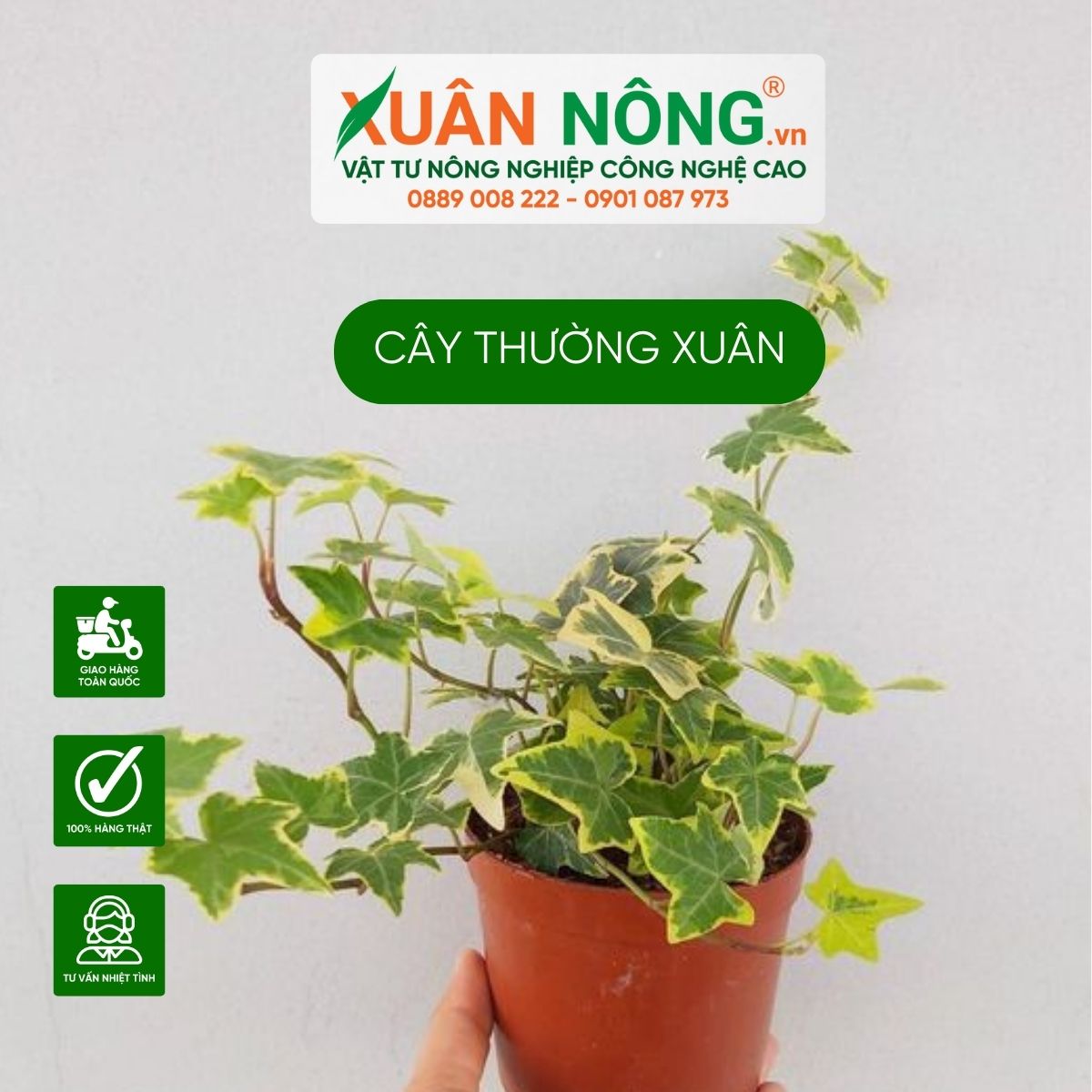 cay-thuong-xuan-co-may-loai