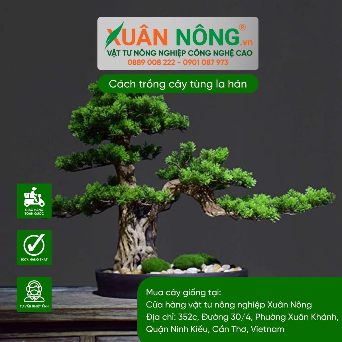 Lưu ý khi trồng và chăm sóc cây Tùng La Hán