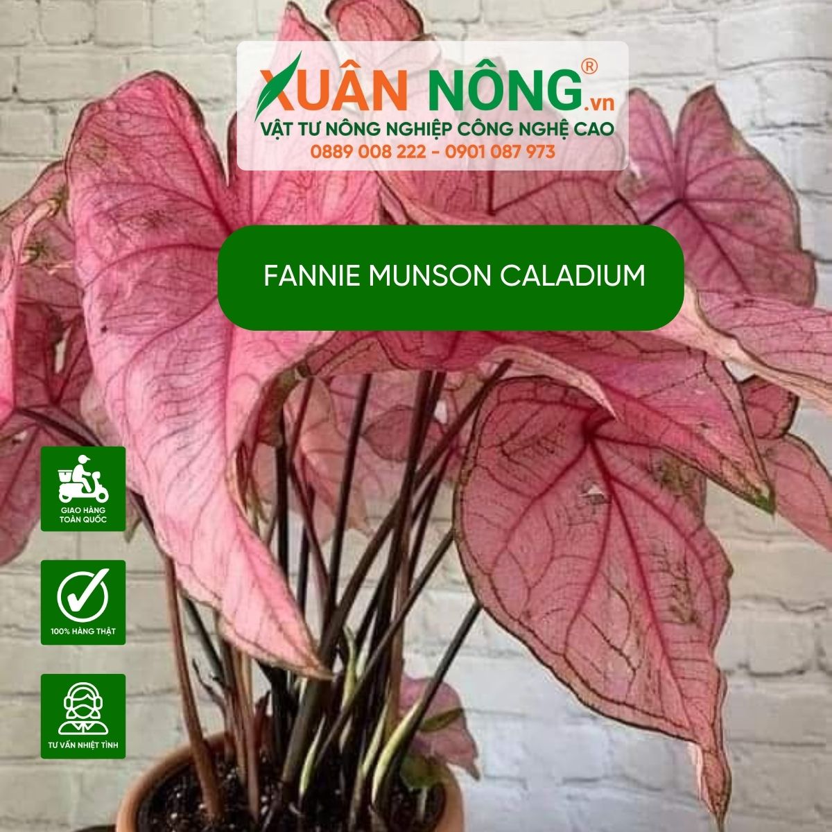 cham-soc-Fannie-Munson-Caladium