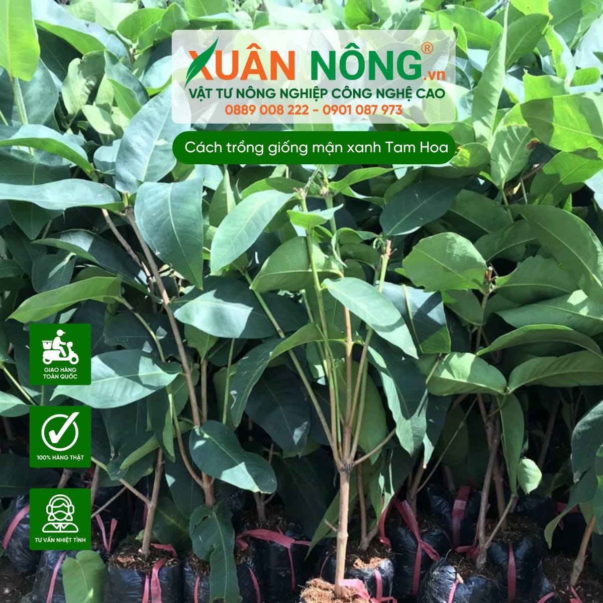 Chọn giống Mận Xanh Tam Hoa