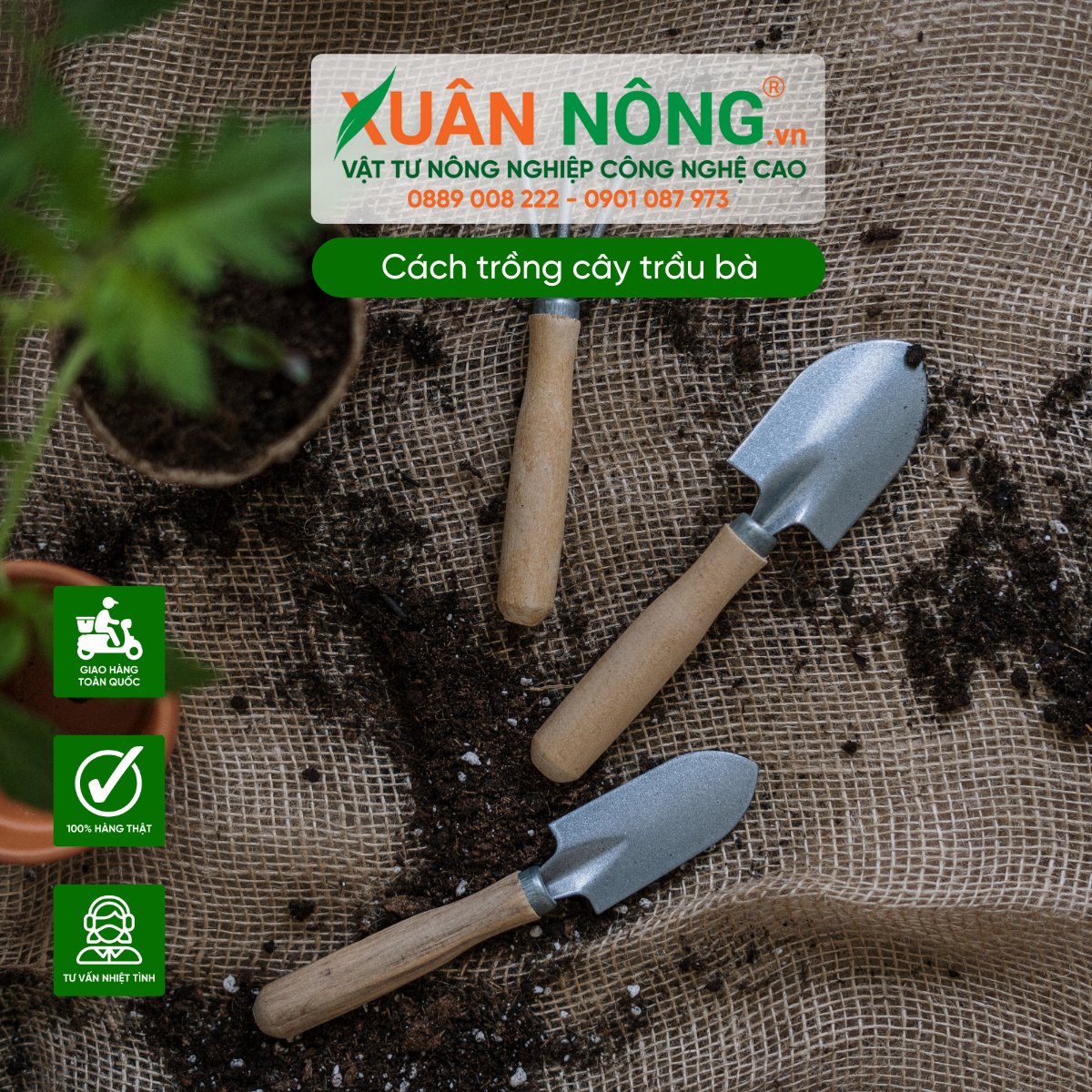 Chuẩn bị trồng trầu bà