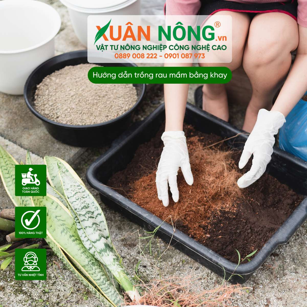 Chuẩn bị vật liệu và khay trồng