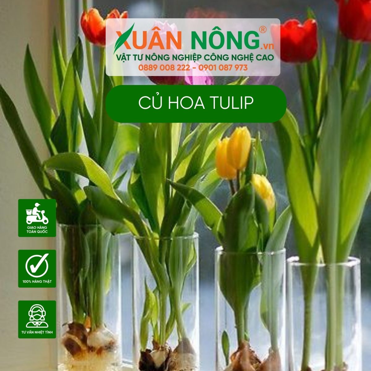 cach-cham-soc-cu-hoa-tulip