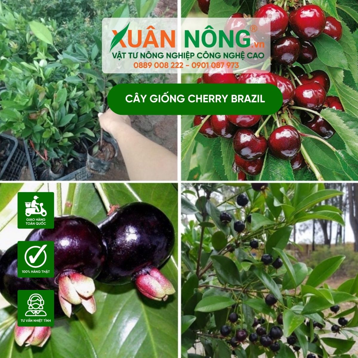 cach-trong-cay-giong-cherry-brazil