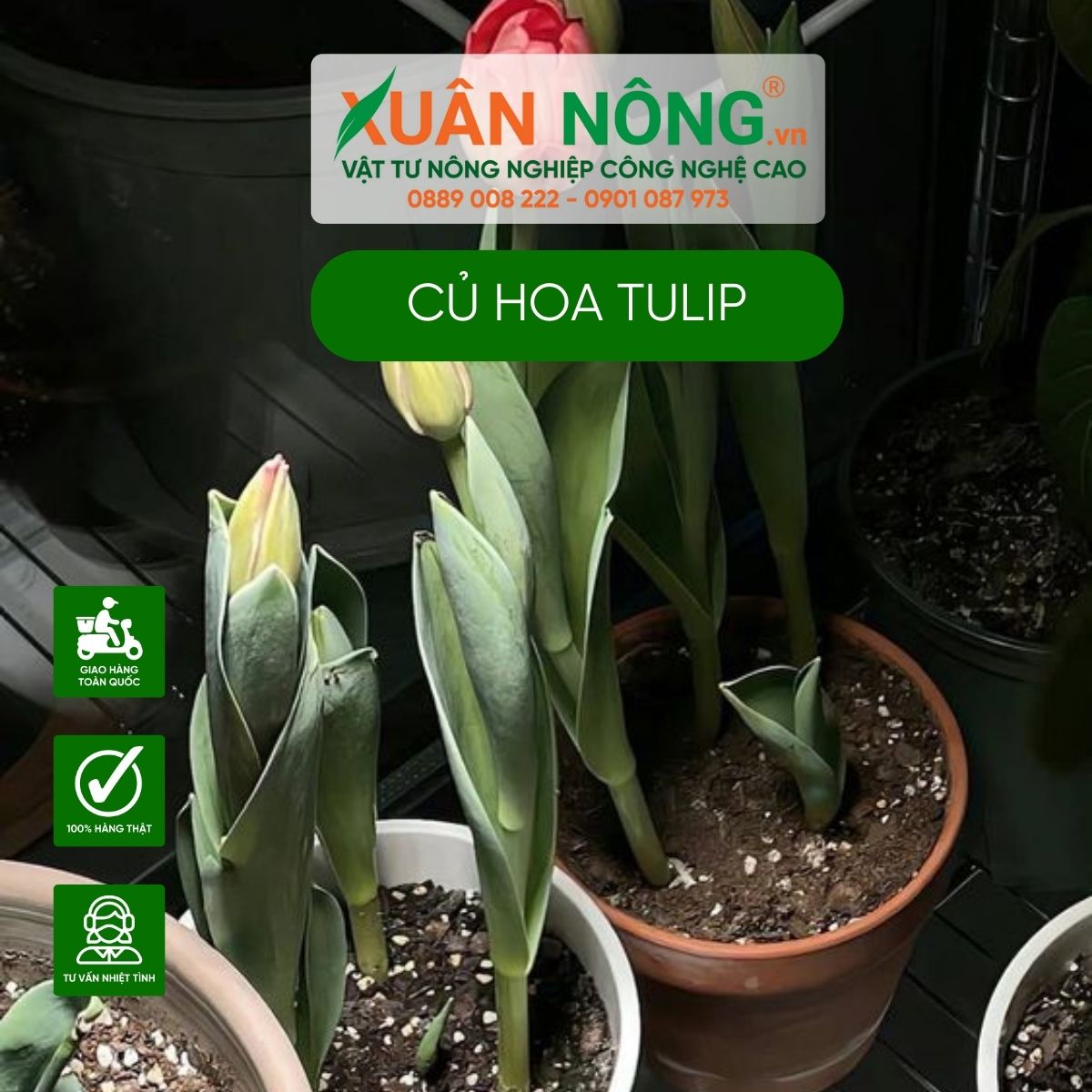 cach-trong-hoa-tulip-bang-cu-no-ro