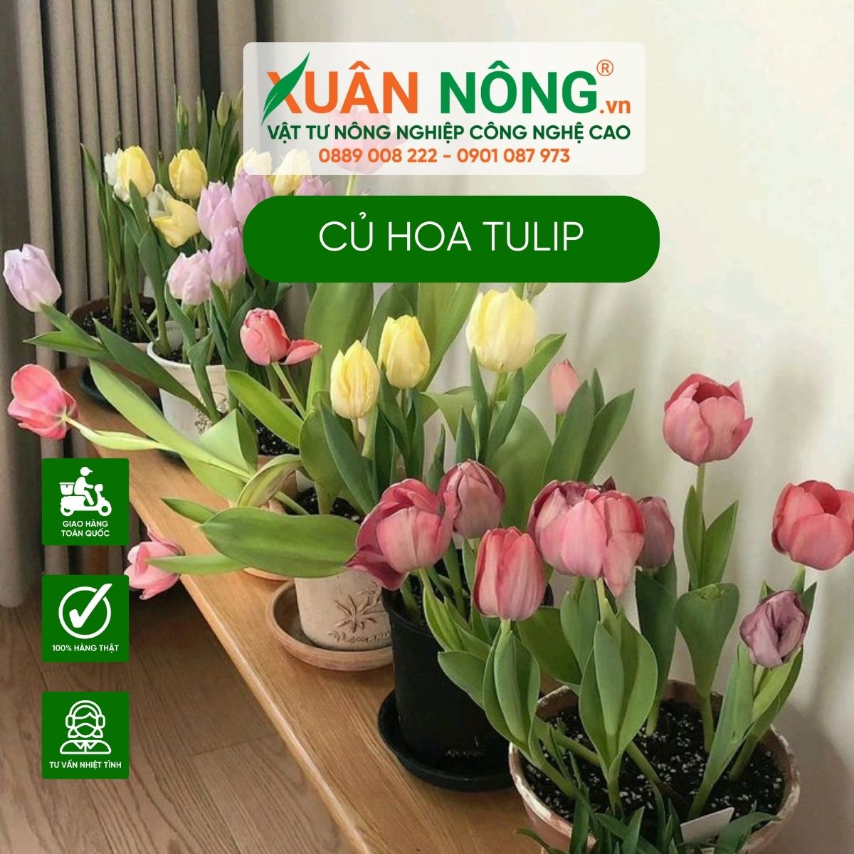 cach-trong-hoa-tulip-bang-cu