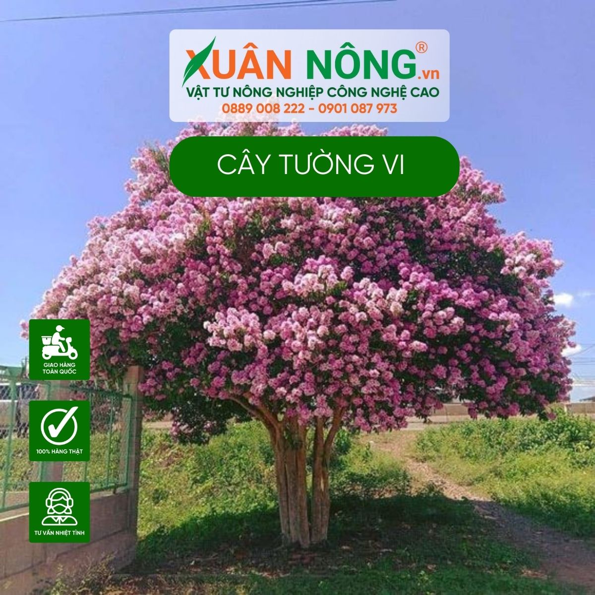 cay-tuong-vi-truoc-nha