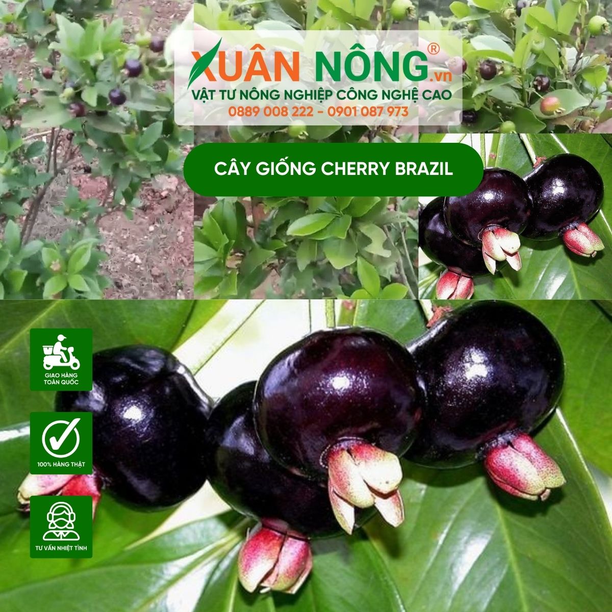 cham-soc-cay-giong-cherry-brazil