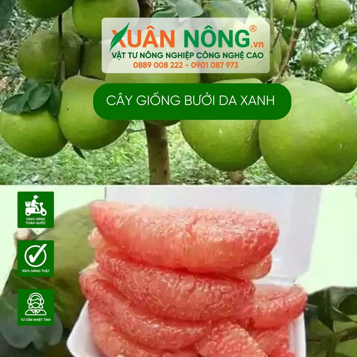 cong-dung-buoi-da-xanh